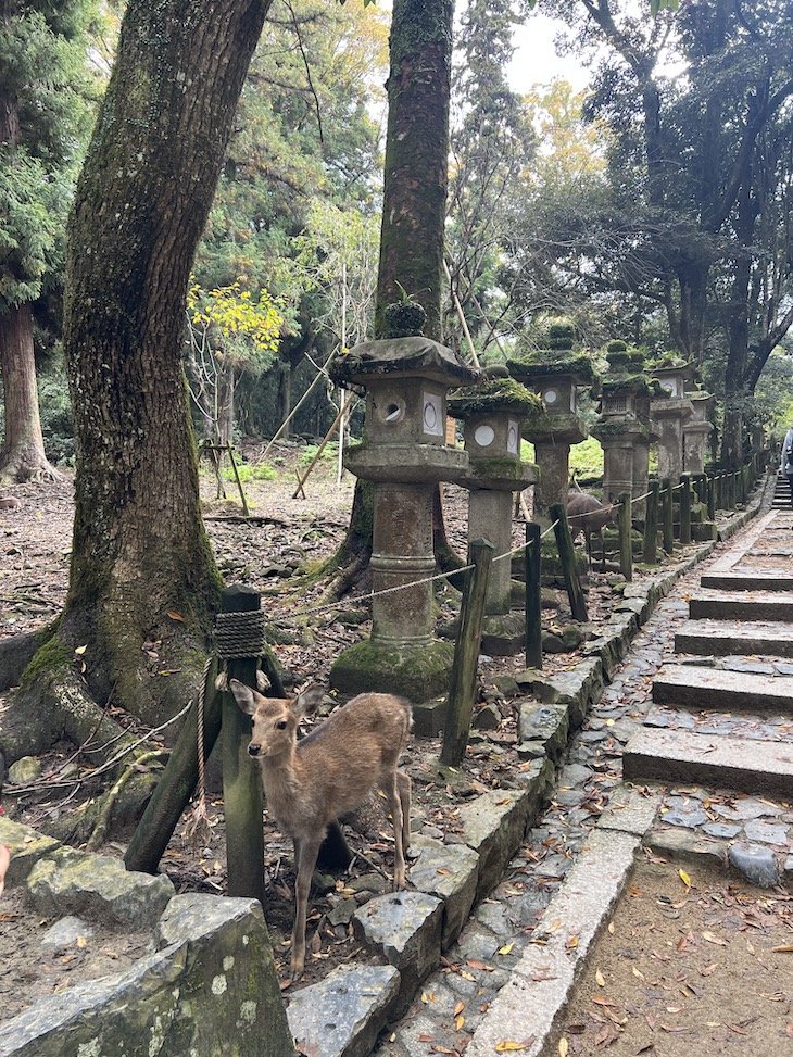 Nara - Japão © Viaje Comigo