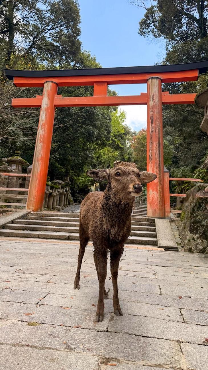 Nara - Japão © Viaje Comigo