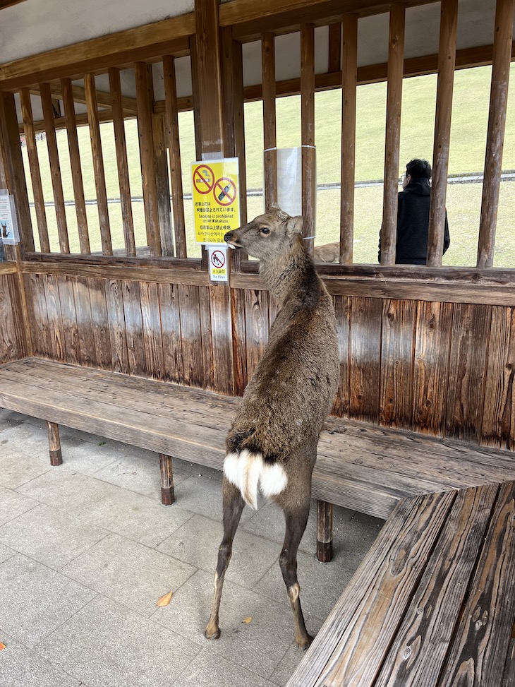 Nara - Japão © Viaje Comigo
