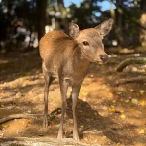 Nara - Japão © Viaje Comigo