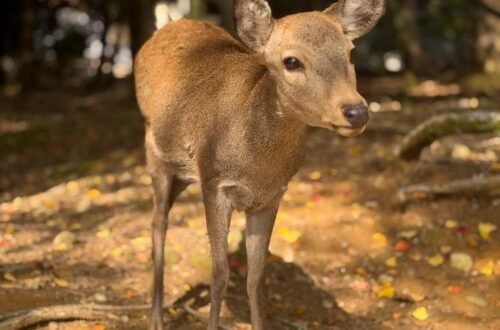 Nara - Japão © Viaje Comigo