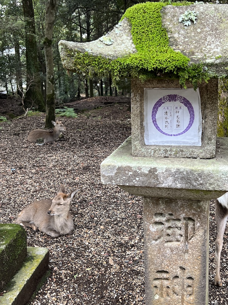 Nara - Japão © Viaje Comigo