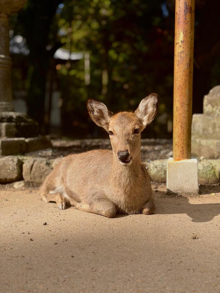 Nara - Japão © Viaje Comigo