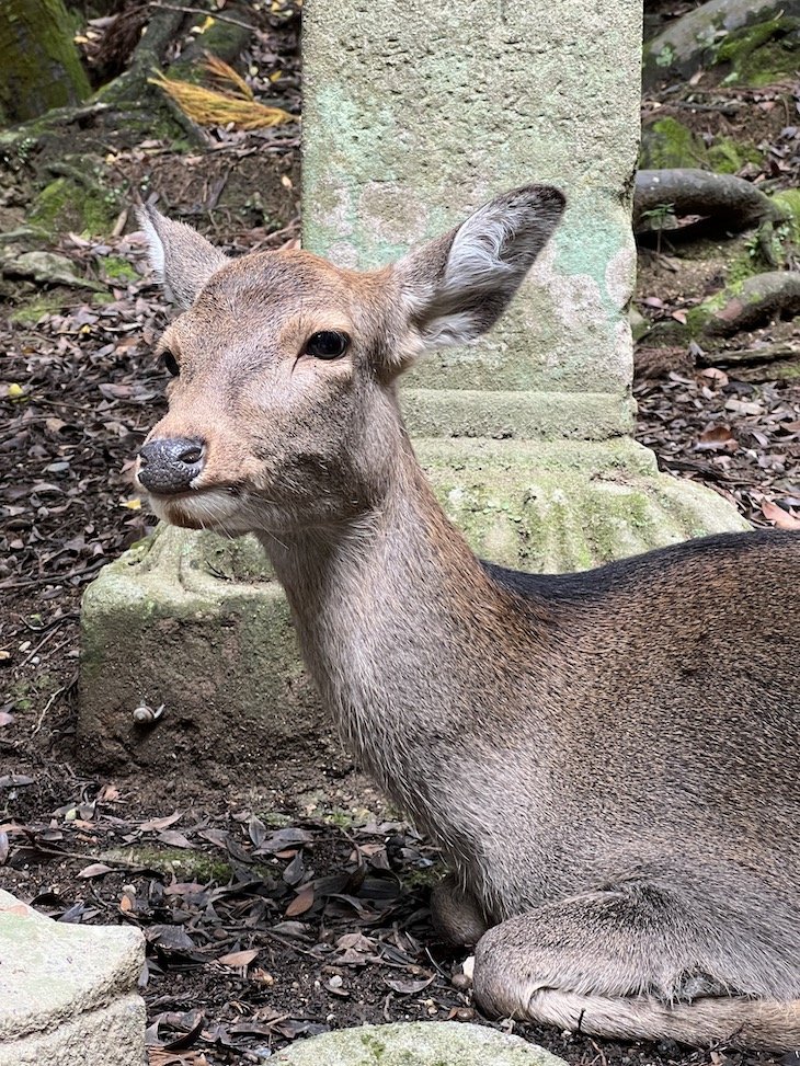Nara - Japão © Viaje Comigo