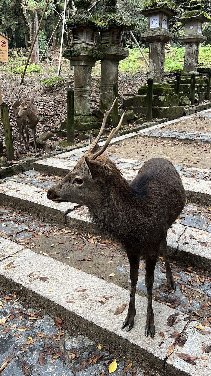 Nara - Japão © Viaje Comigo