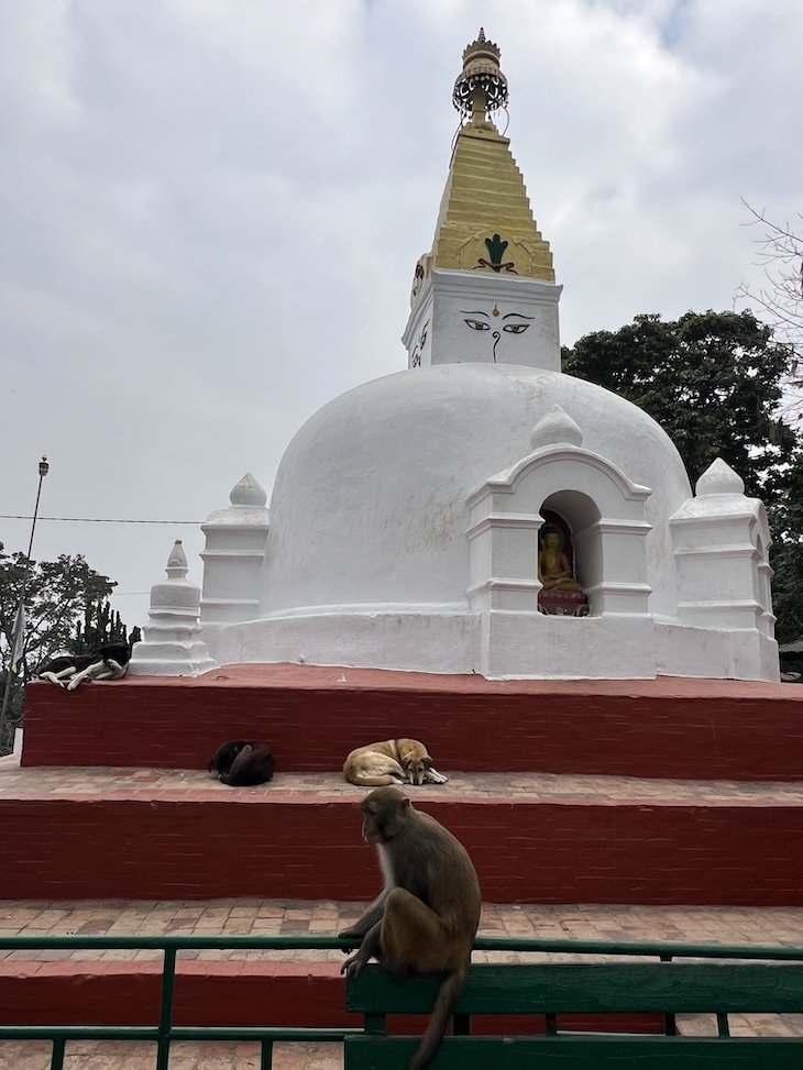 Templo dos Macacos - Swayambhunath - Nepal © Viaje Comigo