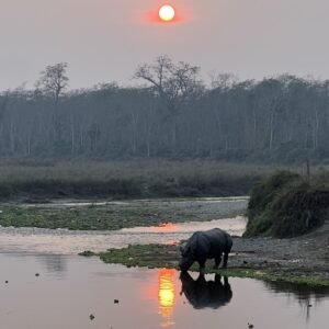 Rinoceronte e pôr do sol Parque Nacional de Chitwan - Nepal © Viaje Comigo