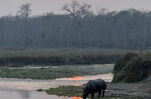 Rinoceronte e pôr do sol Parque Nacional de Chitwan - Nepal © Viaje Comigo