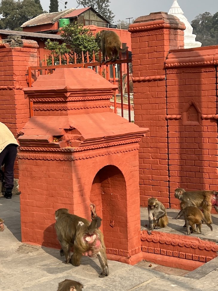 Templo Pashupatinath - Catmandu - Nepal © Viaje Comigo