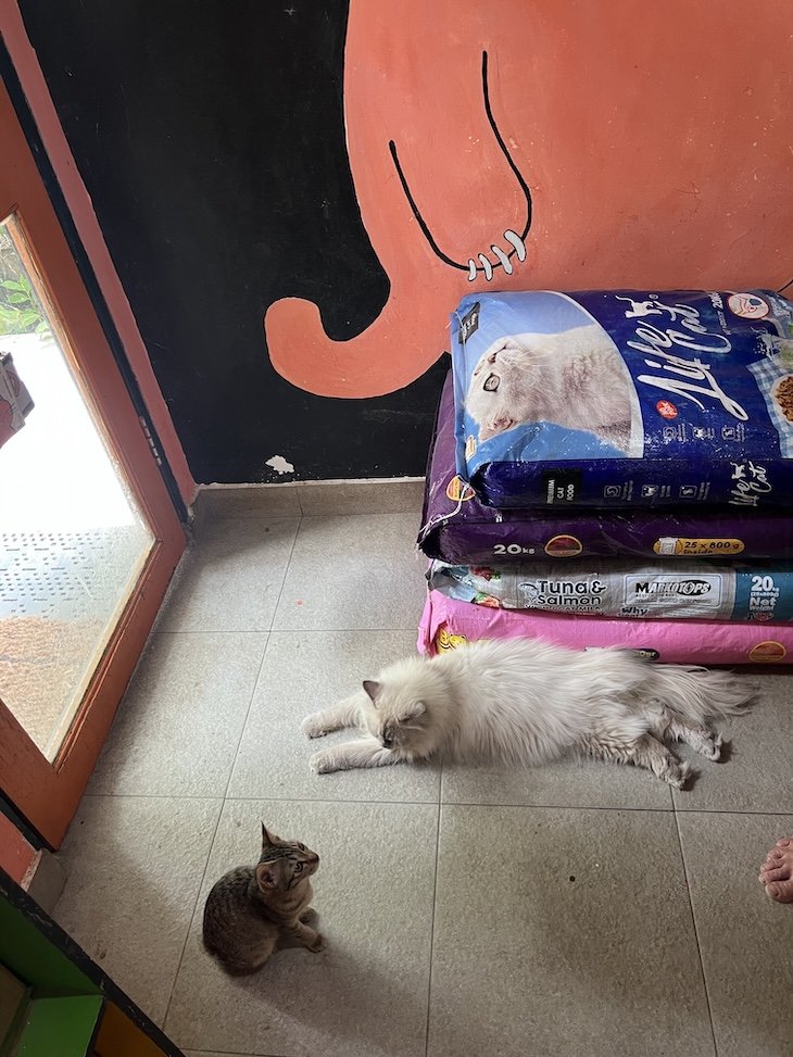 Cats of Gili - Gili Trawangan- Lombok - Indonesia © Viaje Comigo