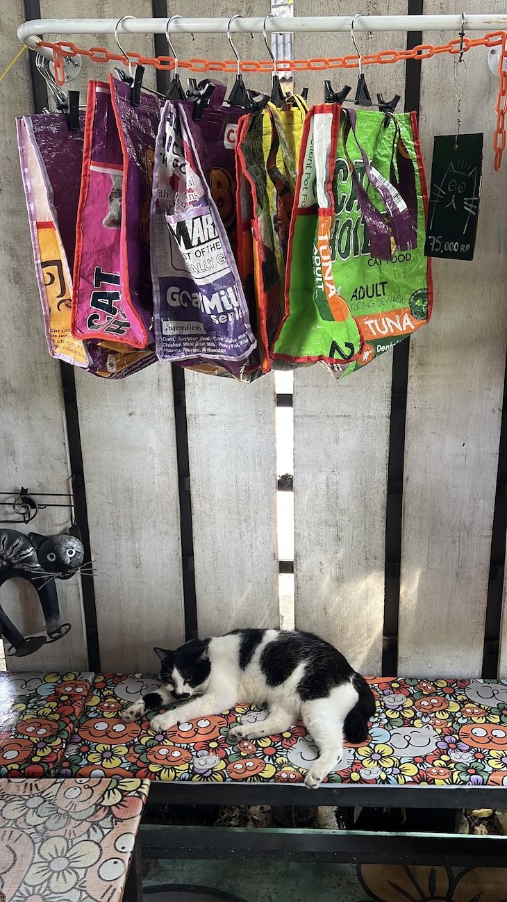 Cats of Gili - Gili Trawangan- Lombok - Indonesia © Viaje Comigo