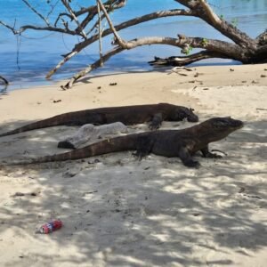 Dragões na Ilha de Komodo - Indonesia © Viaje Comigo