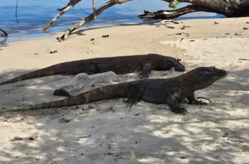 Dragões na Ilha de Komodo - Indonesia © Viaje Comigo