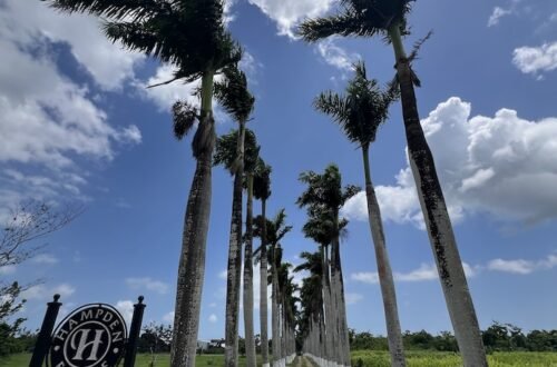 Hampden Estate - Jamaica © Viaje Comigo