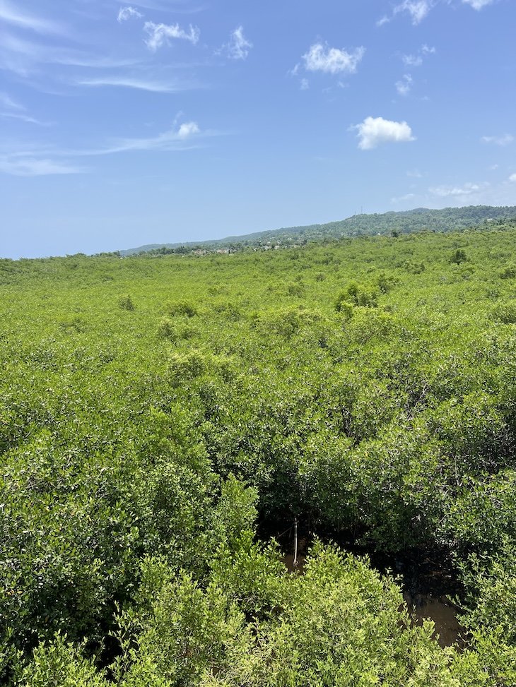 Princess Senses The Mangrove - Jamaica © Viaje Comigo